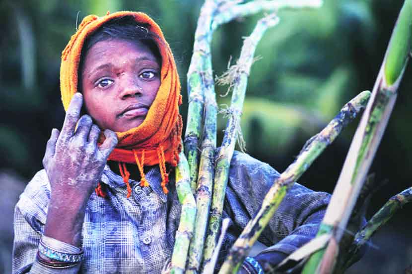 माणसाचा रस पिणारे ऊस!