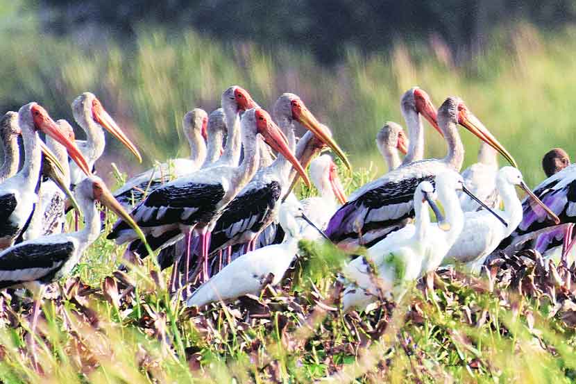 अभयारण्यातील पक्ष्यांचा मुक्काम लांबला