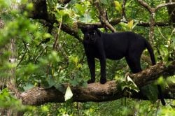 Rare Africa’s black panthers : १०० वर्षानंतर आफ्रिकेत आढळला ‘बगीरा’