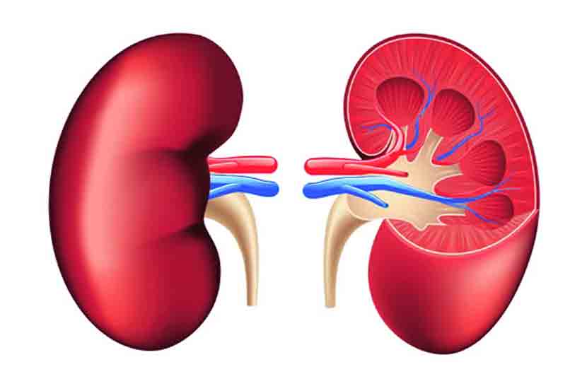 World Kidney Day 2019 : मूत्रपिंड विकार, लक्षणे आणि उपाय