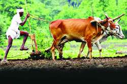 तृणधान्यातून १५ लाख मेट्रिक टन उत्पादन प्रस्तावित