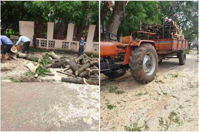 महाजनादेश यात्रेच्या मार्गातील अडसर ठरणाऱ्या झाडांवर कुऱ्हाड!