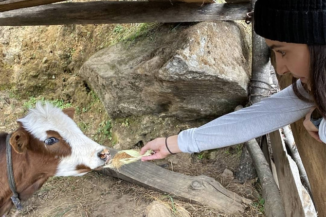भूतानमध्ये गाईला खायला देताना अनुष्का शर्मा