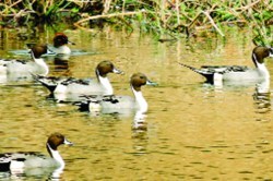 पावसाळी वातावरणाचा स्थलांतरित पक्ष्यांना फटका