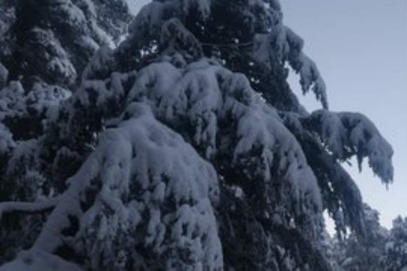 हिमाचल प्रदेश : बर्फाच्या चादरीमध्ये लपेटलेले शिमला शहर. छायाचित्र सौजन्य : एएनआय