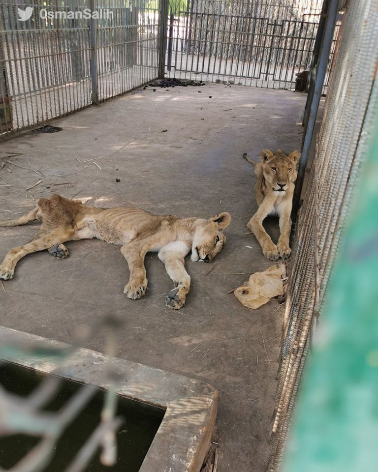 अल-कुरेशी पार्कमधील या पाच सिंहांना वाचवण्यासाची आता ऑनलाइन मोहिम सुरु करण्यात आली आहे.