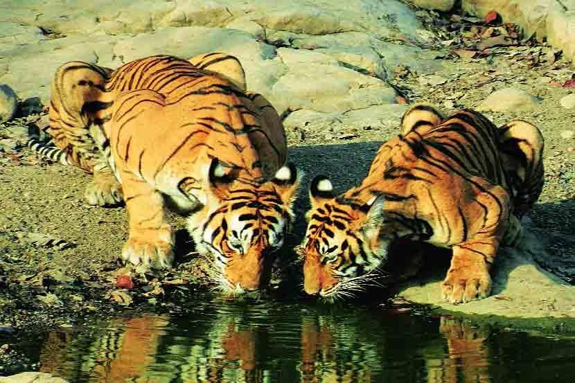 येथे वाघ, चित्ते, काळवीट, हरीण,नीलगाय, जंगली मांजर, सांबार, चितळ, मगर असे अनेक प्राणी व पक्षी आहेत. तसेच अनेक दुर्मिळ साप व कासवे सुद्धा आहेत. येथे विविध प्रकारची दुर्मिळ झाडे व पक्षीही बघायला मिळतात.