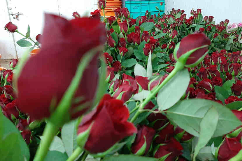मावळ : इथं विविध प्रकारच्या गुलाबांच्या फुलांची शेती केली जाते. छायाचित्र : कृष्णा पांचाळ