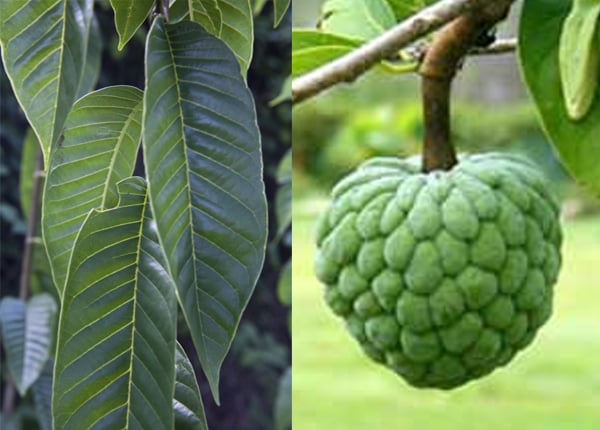 ७.चक्कर आली असल्यास सीताफळाची पाने वाटून त्यांचा रस काढावा व रसाचे थेंब नाकात टाकावेत. रुग्ण शुद्धीवर येतो.