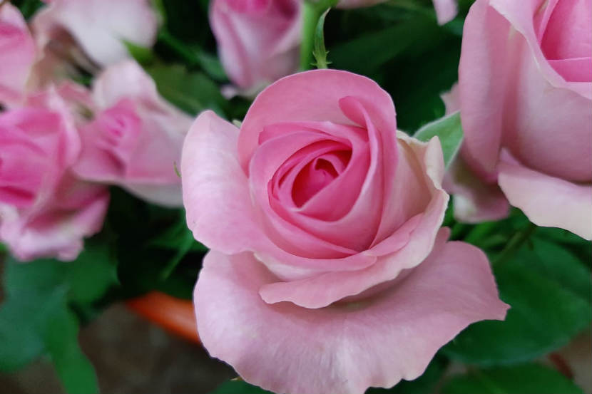 मावळ : इथल्या गुलाब शेतीमधील आकर्षक आणि मनमोहक गुलाबी रंगाचं फूल. छायाचित्र : कृष्णा पांचाळ