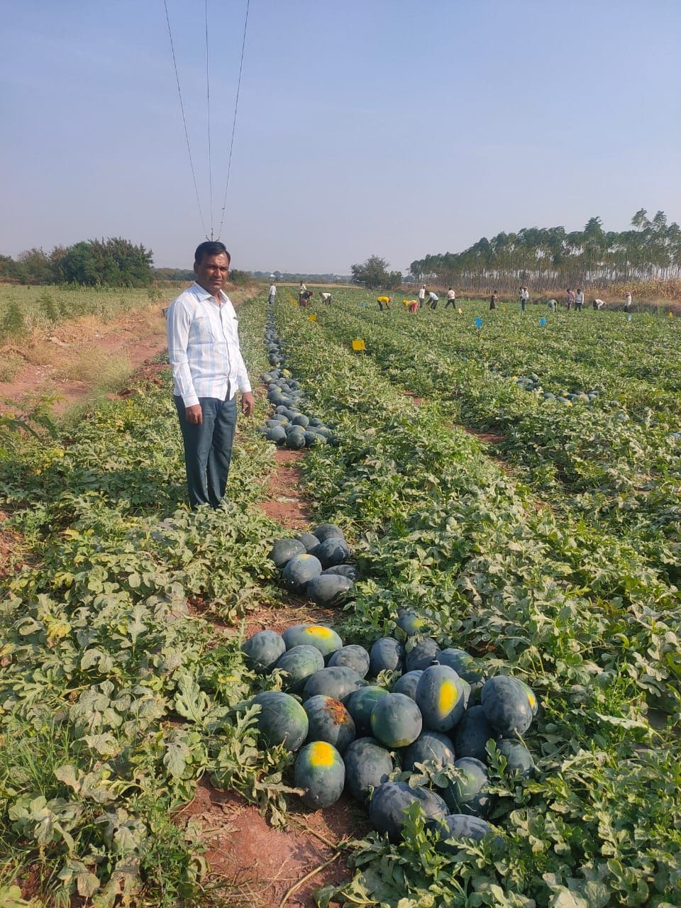 कोरे यांची शेतजमीन शेतजमीन मध्यम स्वरुपाची आहे. तरीही उत्तम नियोजनाच्या बळावर कोरे यांनी पाणी अन् कष्टाची जोड असली की त्यातूनही सोने पिकवलं