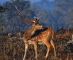 कान्हा राष्ट्रीय उद्यान : मध्य प्रदेशातील मंडाला आणि कालघाट या दोन जिल्ह्यांमध्ये विस्तृत जागेवर हे अभयारण्य पसरलेलं आहे. इथले रोमांचकारी लँडस्केप आणि पाण्याचे अनेक स्वच्छ प्रवाह पाहण्यासारखे आहेत. त्याचबरोबर विविध प्रकारच्या वनस्पती, सरपटणारे प्राणी, पक्षी आणि किटक येथे पहायला मिळतात. (Source: krishnakumartekam/Instagram)
