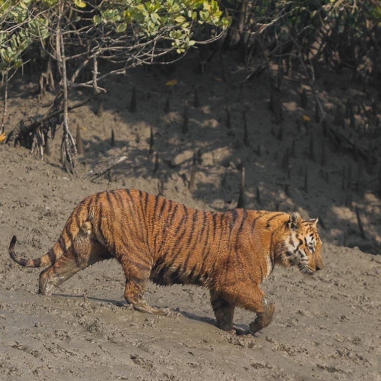 सुंदरबन : बंगालच्या त्रिभूज प्रदेशातील हे जगातील सर्वांत मोठे मँग्रुव्ह्जचे (खारफुटी) जंगल आहे. प्रसिद्ध पट्टेदार वाघाचे (रॉयल बंगाल टायगर) हे मूळ घर मानले जाते. त्याचबरोबर मगर आणि विविध प्रकारचे सापही इथे मोठ्या प्रमाणावर पहायला मिळतात. त्याचबरोबर गँगेटिक डॉल्फिन, हॉक्सबिल टर्टल (कासव) आणि मँग्रुव्ह्ज हॉर्सशोअर क्रॅब (खेकडे) यांच्या प्रजाती देखील इथे पहायला मिळतात. (Source: swamptigerchaser/Instagram)