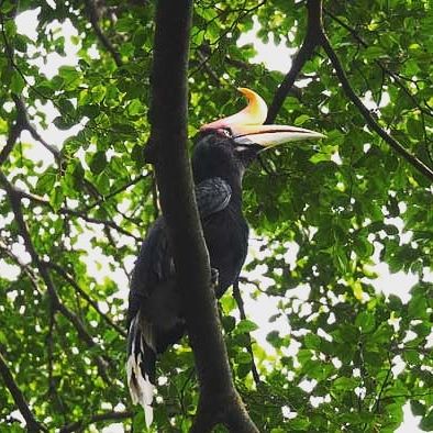 आरालाम वाईल्डलाईफ सँच्युरी: केरळमधील पश्चिम घाटात पसरलेलं हे विस्तीर्ण अभयारण्य असून हिरव्यागार वनराईनं ते नटलेलं आहे. हत्ती, गौर, सांबर, चितळ, ओरडणारे हरीण, निलगिरी माकडं, हनुमान माकड आणि मलबार जायंट खार यांचा हा नैसर्गिक अधिवास आहे. ट्रेकर्ससाठी देखील हे आवडते ठिकाण आहे. (Source: diaries925/Instagram)