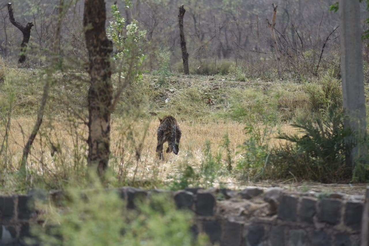 स्थानिक वनविभागाने दिलेल्या माहितीनुसार, बऱ्याच कालावधीनंतर या भागात बिबट्याचं दर्शन झालेलं आहे.