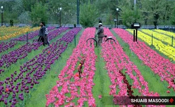 २००७ साली हे गार्डन सुरु करण्यात आलं. त्यावेळपासून इकडे प्रत्येक वर्षी फुलं पाहण्यासाठी हजारो पर्यटक येत असतात. परंतु यंदा लॉकडाउनमुळे पहिल्यांदाच ट्युलिप गार्डनवर अशी वेळ आली आहे.