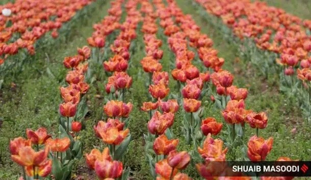 २००७ साली तत्कालीन मुख्यमंत्री गुलाम नबी आझाद यांनी काश्मिरमध्ये पर्यटनाला चालना मिळण्यासाठी हे गार्डन सुरु केलं होतं.