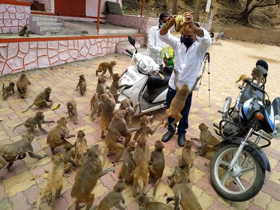 माकडांच्या कळपाला केळी देताना तुलसी जोशी, या सर्व कामासाठी जोशी यांना कधीकधी स्वतःच्या खिशातले पैसे टाकावे लागतात.