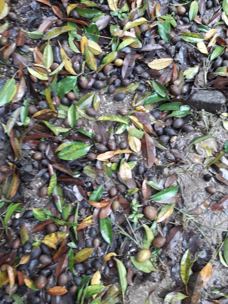 यंदाच्या हंगामात लांबलेला पाऊस व नंतर झालेल्या अवकाळी पावसामुळे चिकू बागायतदारांचे मोठ्या प्रमाणात नुकसान झाले होते