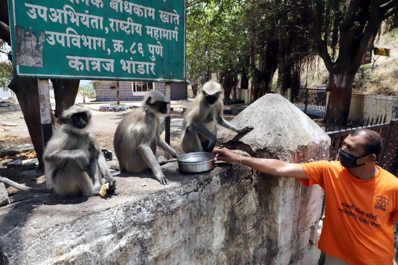 लॉकडाउनमुळे नागरिक घराबाहेर पडत नसल्याने अशा मुक्त संचार करणाऱ्या प्राण्यांना खाण्यापिण्यासाठी इतरत्र भटकावे लागत आहे.