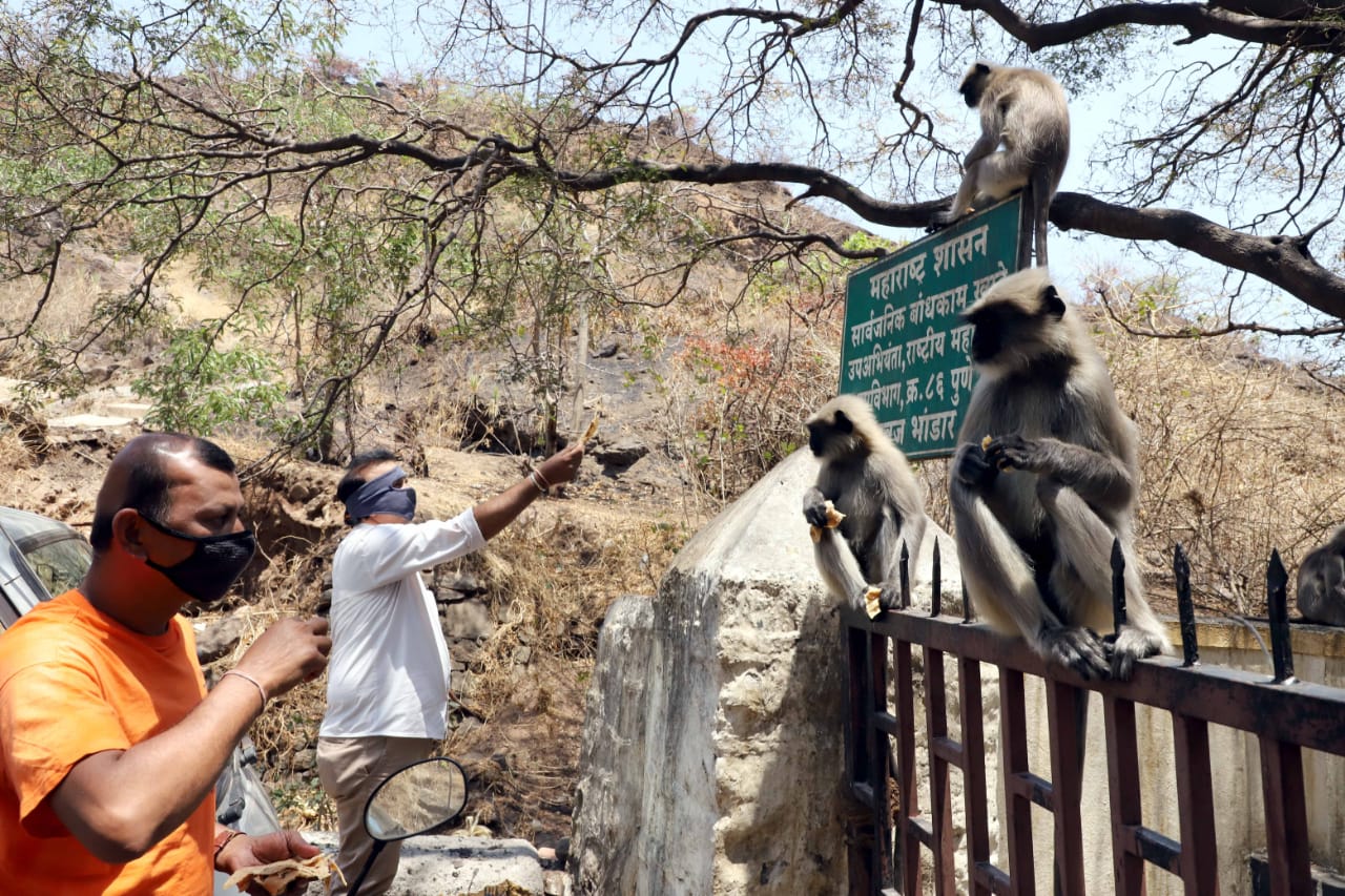 सध्या करोनाबरोबरच तीव्र उन्हामुळे देखील प्राण्यांचे हाल होत आहेत.