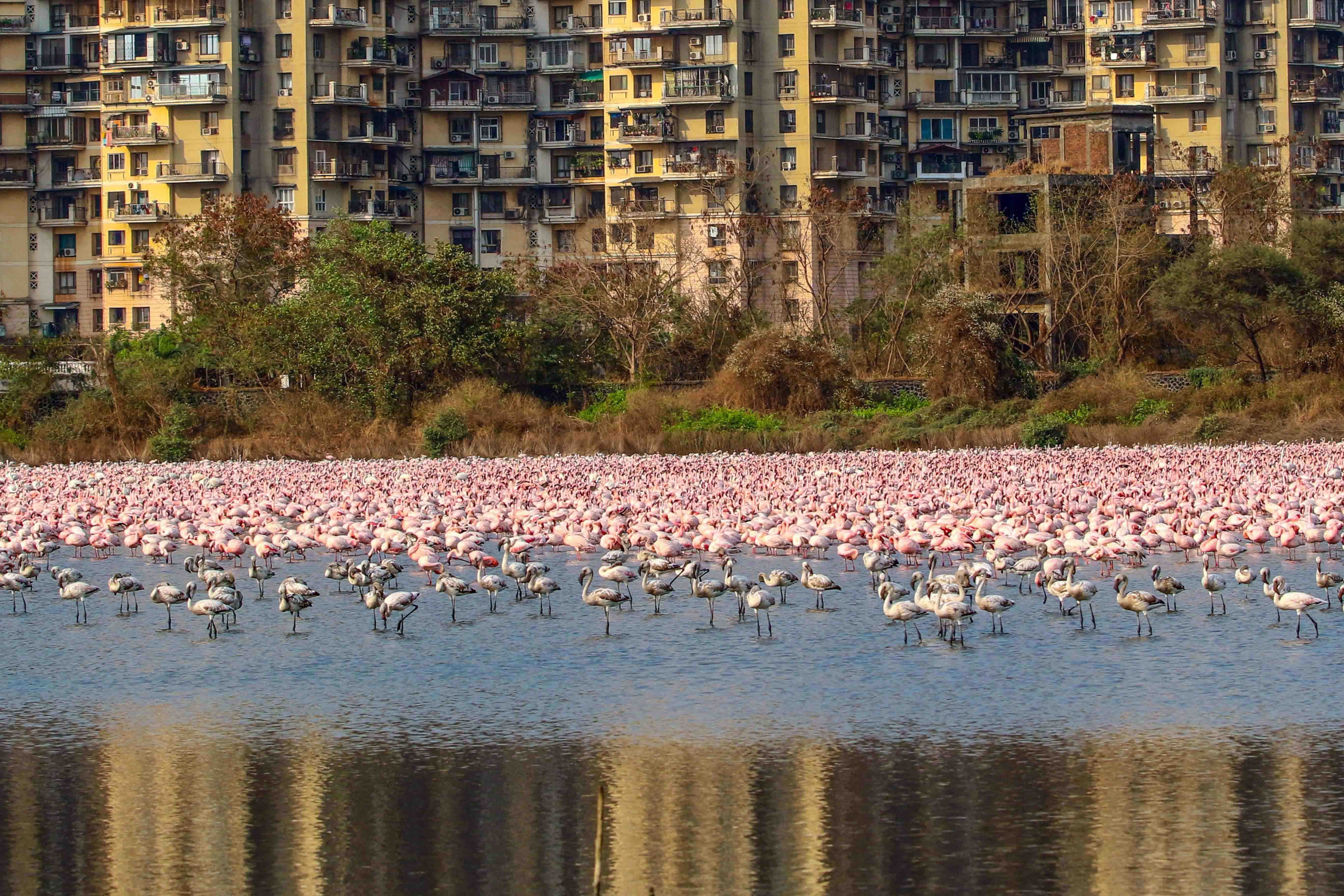 त्यामुळे खाडीकिनाऱ्यांवर गुलाबी छटा पसरली आहे.