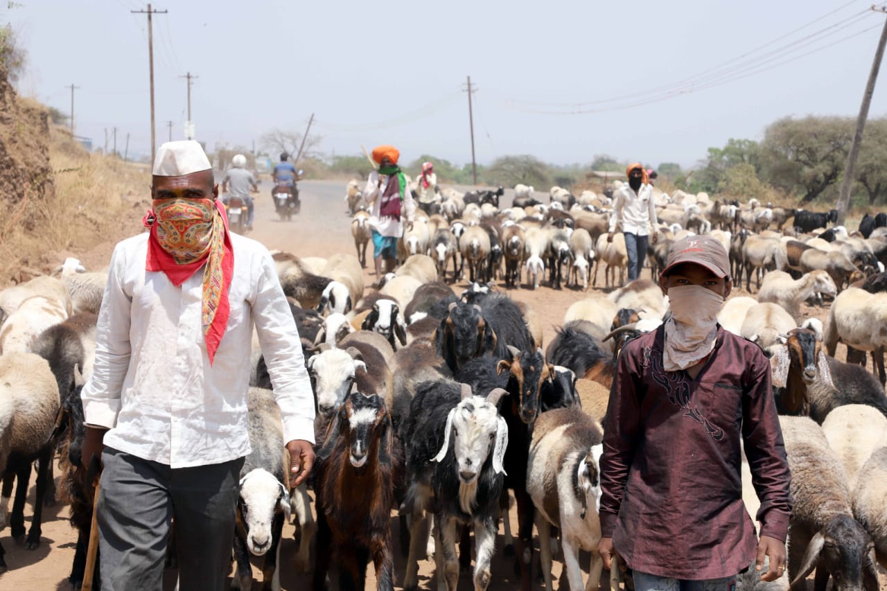 मेंढ्यांना रस्त्याच्या बाजूनं घेऊन जाणारे मेंढपाळ. (फोटो -पवन खेंगरे/ इंडियन एक्स्प्रेस)