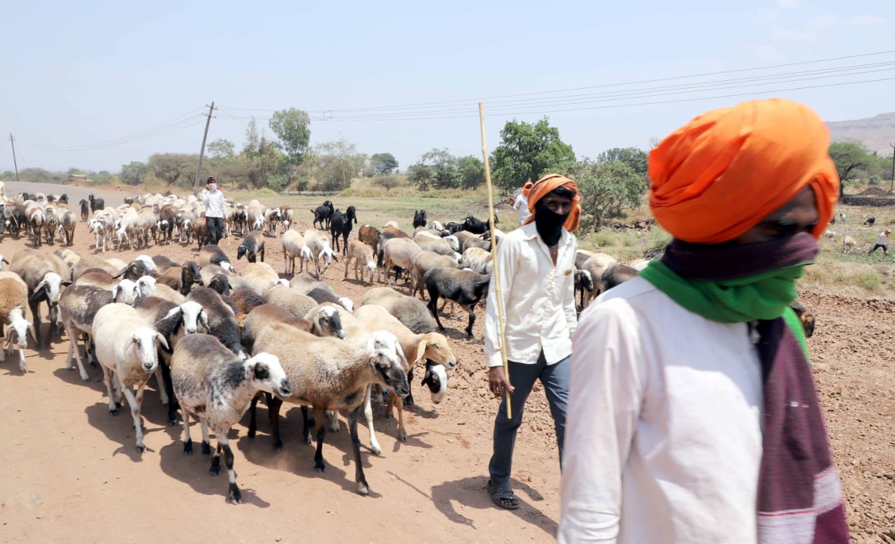 सासवड-नसरापूर रोडवर मेंढ्या आणि बकऱ्या चारण्यासाठी निघालेल्या मेंढपाळांचे दोन जत्थे. चटका लागणाऱ्या उन्हाची पर्वा न करता हे फिरणाऱ्या मेंढपाळांचा हा संघर्ष कॅमेऱ्यांनं टिपला. (फोटो -पवन खेंगरे/ इंडियन एक्स्प्रेस)