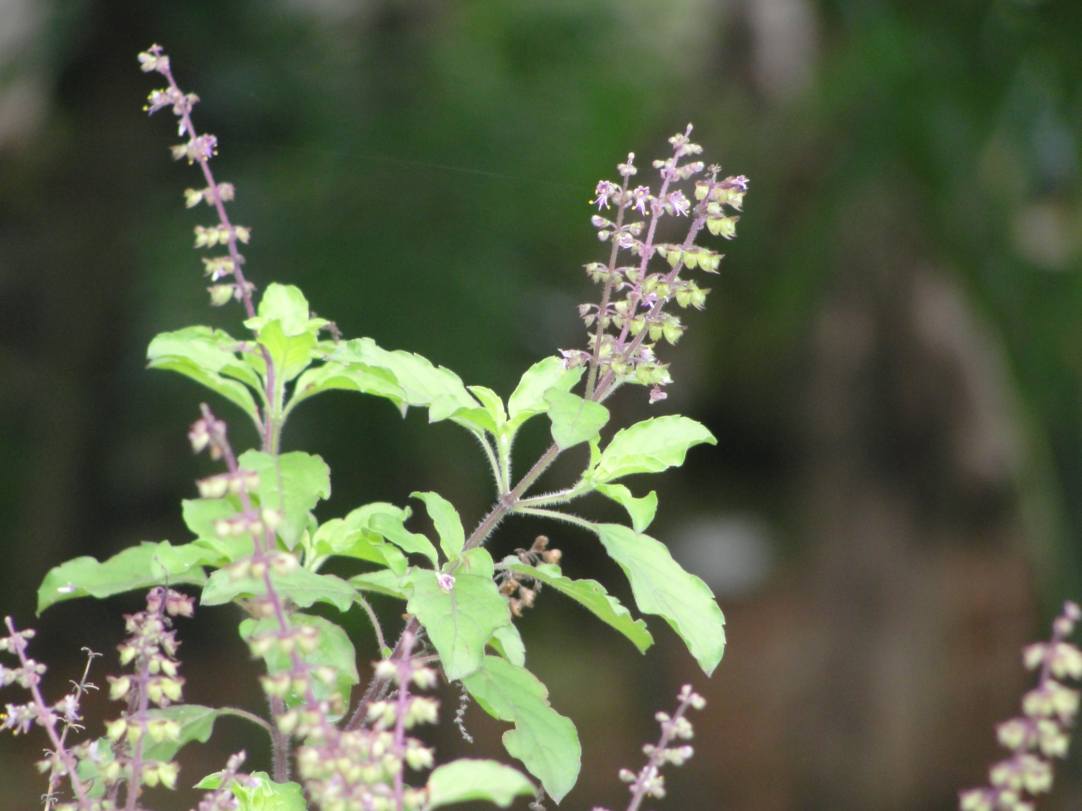 तुळस आणि तुळशीचे बी – तुळशीमध्ये अँटी अल्सर घटक असतात. त्यामुळे पोटातील वाढलेली अॅसिडची पातळी कमी होण्यास तुळस अतिशय उत्तम उपाय आहे. तुळशीची पाने चावून खाल्ल्याने अॅसिडीटी कमी होण्यास मदत होते. याशिवाय हल्ली बाजारात तुळशीचे बी सहज उपलब्ध होते. त्याचाही अॅसिडीटी कमी होण्यास उपयोग होतो. तुळस अनेकदा घरात असल्याने ती खाणेही सोपे असते. त्यामुळे पित्ताचा त्रास जाणवत असेल तर ४-५ तुळशीची पाने खावीत किंवा ग्लासभर पाण्यात भिजवलेले तुळशीच्या बीचे पाणी प्यावे.