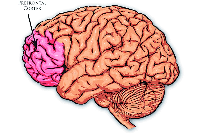 प्री-फ्रण्टल कॉर्टेक्स
