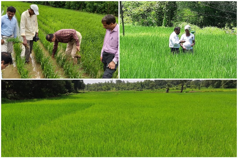 पालघर : एक गाव, एक वाण पद्धतीने भात लागवड