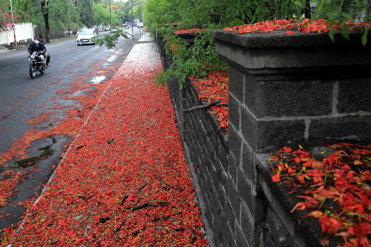 पावसामुळे ओल्या झालेल्या रस्त्यावर लाल फुलांचा पडलेला सडा अतिशय नयनरम्य वाटत होता. (फोटो - अरुल होरायझन)