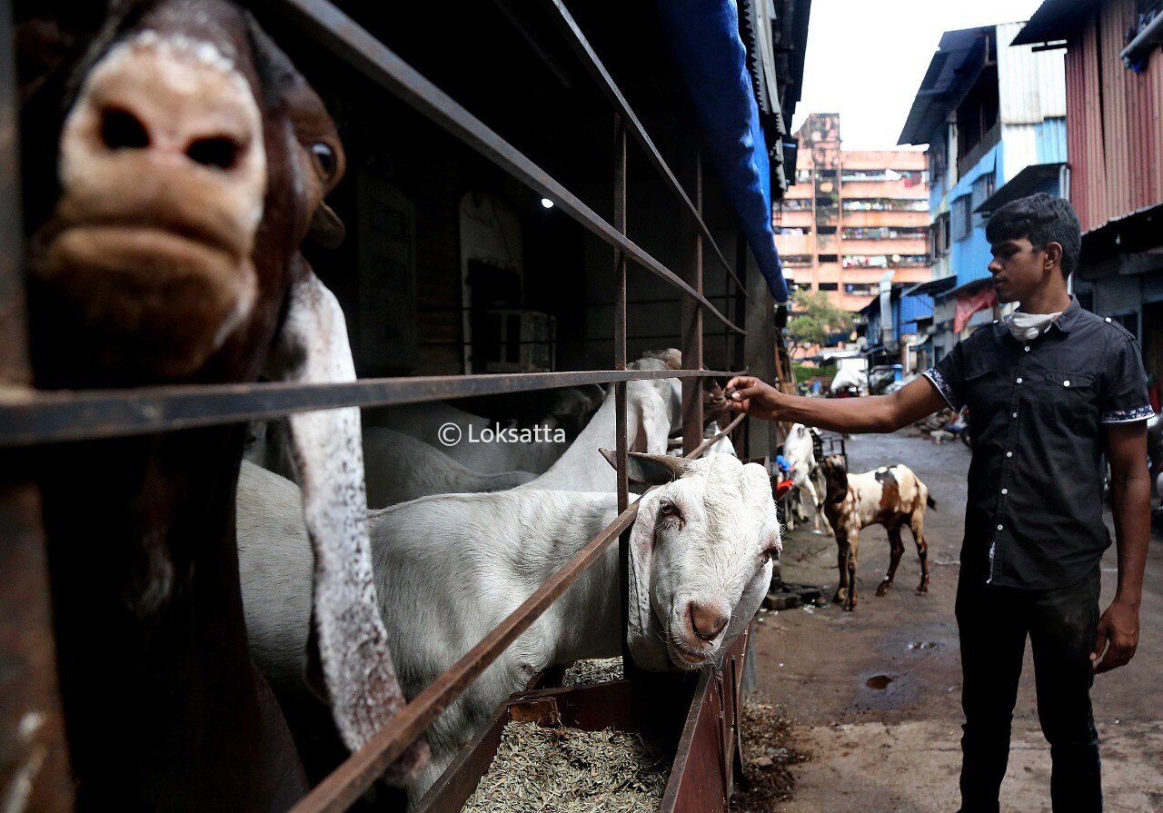 देशभरात करोनामुळे निर्माण झालेल्या परिस्थितीचा फटका सणांनाही बसला आहे. गर्दी आणि सोशल डिस्टन्सिंगच्या नियमांमुळे अनेकांच्या आनंदावर विरझण पडत आहे. परंतू करोनाचा प्रादुर्भाव रोखण्यासाठी हे नियम पाळणंही तितकच गरजेचं आहे. बकरी ईदचा सण साजरा करण्यासाठीही सरकारने मार्गदर्शक सूचनांची घोषणा केली आहे. (सर्व छायाचित्र - अमित चक्रवर्ती)