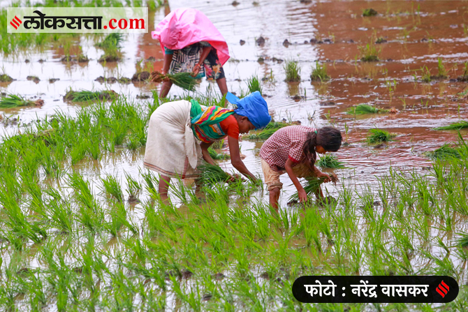 शेतांमध्ये भात पिकाची लावणी करण्याच्या कामांमध्ये शेतकरी व्यस्त असल्याचे चित्र आहे.