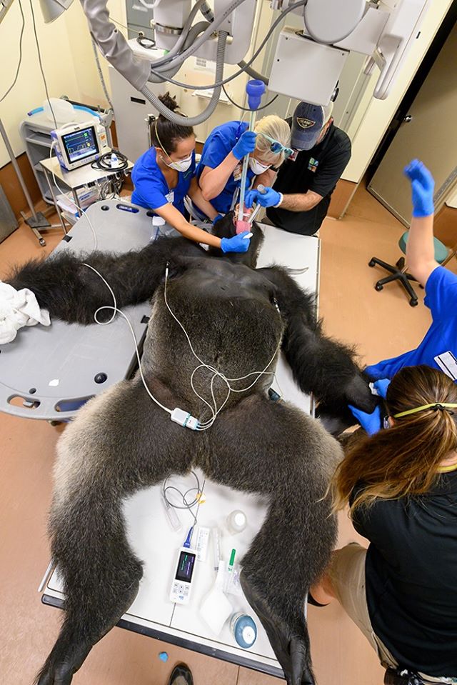 हा साधासुधा रुग्ण नसून प्रचंड आकाराचा आणि १९६ किलो वजनाच्या एक गोरिला माकड आहे.