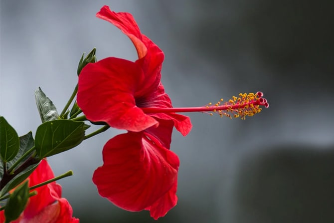 जास्वंदाचे फुल - गणपतीच्या आवडतं फुल म्हणजे जास्वंद. लाल चुटूक रंगाचं हे फुल अत्यंत सुंदर दिसत असून या फुलामध्ये काही औषधी गुणधर्म आहेत. विशेष म्हणजे जास्वंद या नावापेक्षा हिबस्कस या नावाने या फुलाचे प्रोडक्ट जास्त लोकप्रिय आहेत. हिबस्कस टीचे अनेक फायदे आहेत. लाल रंगाच्या जास्वंदाच्या फुलाच्या पाकळ्यांमध्ये मोठ्या प्रमाणात अँटी-ऑक्सिडेंट असतात. त्यामुळे रक्तदाब आणि कोलेस्ट्रॉल नियंत्रणात ठेवण्यास मदत होते. तसेच जास्वंदाच्या फुलाचे पावडर स्वरूपात सेवन केल्याने केसगळती थांबते. तसेच ही पावडर यकृताच्या आजारांवर गुणकारी असते, बद्धकोष्ठावर उपचार म्हणून ही पावडर वापरण्याचा सल्ला अगदी आयुर्वेदातही देण्यात आला आहे. आयुर्वेदिक औषधांच्या दुकानात हिबस्कस पावडर सहज उपलब्ध असते.