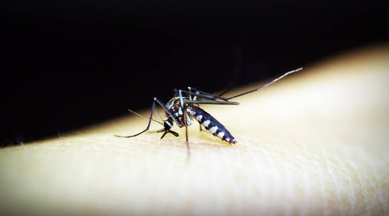 मलेरिया- पाऊस पडून गेला की जागोजागी पाणी साचून डबकी तयार होतात. त्यात तयार होणाऱ्या अॅनॉफेलिस डासांद्वारे मलेरिया फैलावतो.