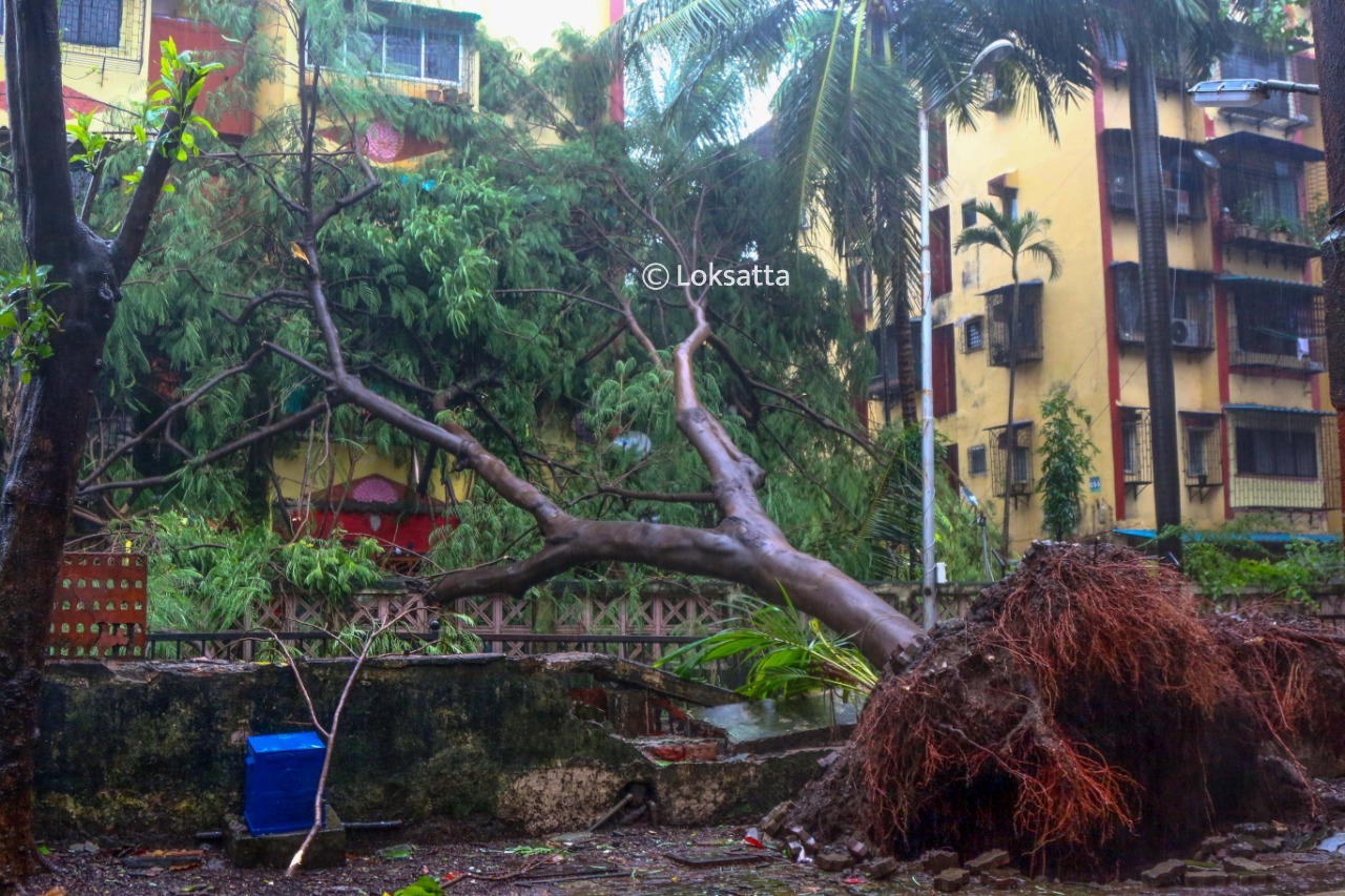 नवी मुंबईत बुधवारी दिवसभर मुसळधार पावसाने हजेरी लावली, ज्यामुळे शहरातील अनेक भागांत मोठी झाडं उन्मळून पडली. (सर्व छायाचित्र - नरेंद्र वासकर)