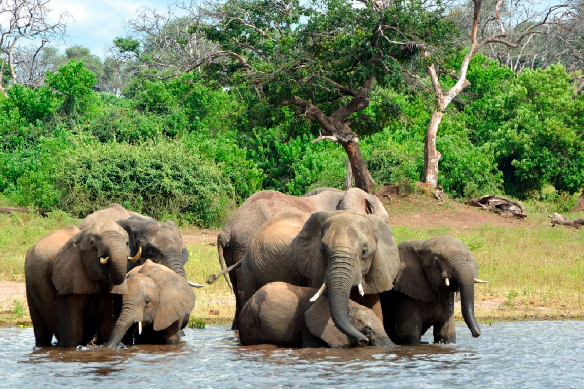 आफ्रीकेमधील एक तृतीयांश हत्तींची संख्या ही बोत्सवानामध्ये आहे. त्यामुळेच आता या मृत्यूंच्या पार्श्वभूमीवर सरकारने तपास सुरु केला आहे. (Photo via AP)