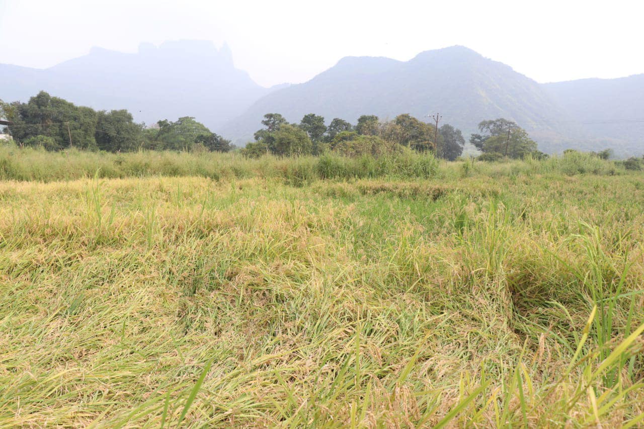 गेल्या काही दिवसांपासून परतीच्या पावसाने महाराष्ट्रात धुमाकूळ घातला. अनेक जिल्ह्यांमध्ये शेतकऱ्यांना या पावसाचा फटका बसला, हातातोंडाशी आलेलं पिक पावसामुळे वाया गेल्यामुळे राज्यातील बळीराजावर संकट कोसळलं आहे.