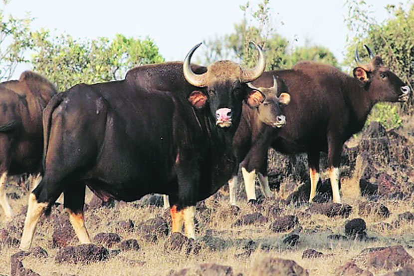 प्रातिनिधीक छायाचित्र