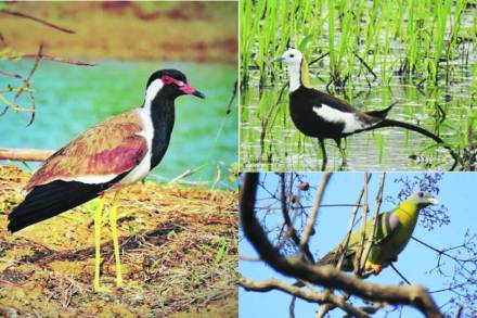 पालघर किनारपट्टीवर ४०० हून अधिक पक्ष्यांच्या प्रजाती