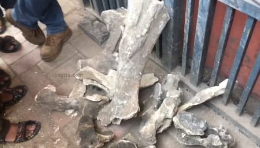 माणसाच्या हाताएवढ्या आकाराची काही हाडं आहेत.