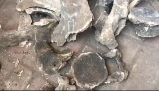 मेट्रोच्या खोदकामादरम्यान सापडलेल्या या हाडांच्या आकारामुळे या हडांबद्दलची उत्सुकता वाढली आहे.