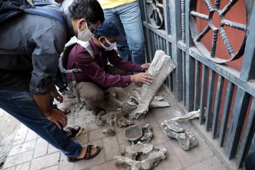 मंडई येथे सापडलेल्या हडांचा आकार सामान्य प्राण्यांच्या सांगाड्यातील हडांपेक्षा मोठा आहे. प्रथम दर्शनी ही हाडं हत्तीची असल्याचा अंदाज व्यक्त केला जात आहे.