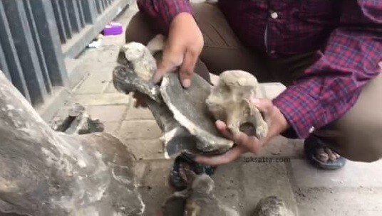या हडांचा सखोल अभ्यास केल्यानंतरच त्यांचे रहस्य उलगडण्यास मदत होईल असं सांगितलं जातं आहे.