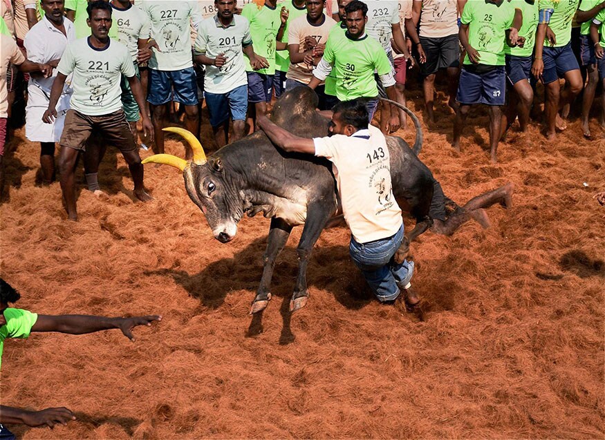 जलीकट्टू या खेळाचा अर्थ आहे वळूंना वश करणे. सल्ली कासू म्हणजे नाणी आणि कट्टू म्हणजे या नाण्यांचा संग्रह. एक पिशवी वळूच्या शिंगांना बांधली जाते. जेव्हा हे वळू पळतात तेव्हा त्यांच्या मागे युवक धावतात आणि त्यांच्या शिंगांना बांधलेली पिशवी काढून घेण्याचा प्रयत्न करतात.