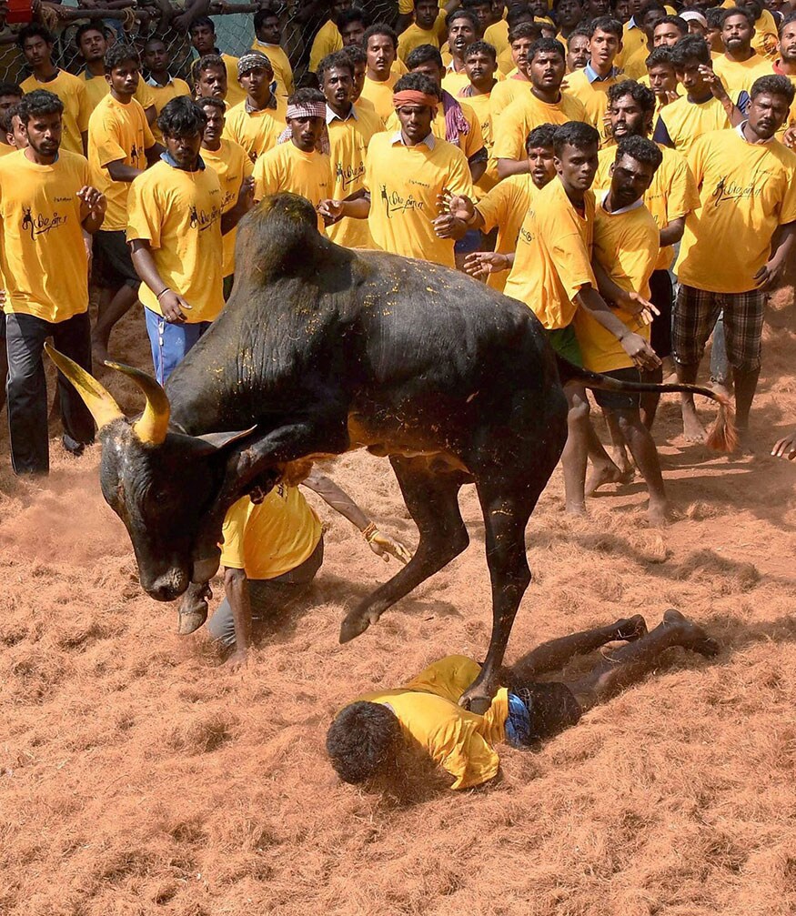 सरकारने जारी केलेल्या पत्रकामध्ये जलीकट्टू आणि मंजुविरट्टू या दोन्ही खेळांमध्ये ३०० जणांना सहभागी होण्याची परवानगी देण्यात आलीय असं म्हटलं आहे. तसेच इरुथुवरत्तू या खेळात दीडशे लोकांनाच सहभागी होता येणार आहे, असंही या पत्रकात म्हटलं आहे.