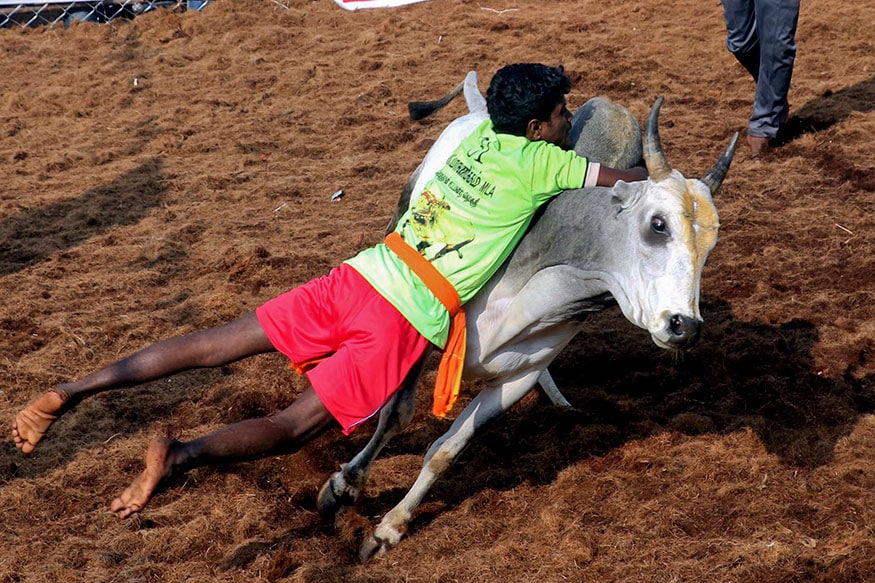 जलीकट्टू या खेळात भाग घेणारा जो कुणी युवक बैलावर नियंत्रण मिळवेल त्याच्या गळ्यात माळ टाकली जात असे. 