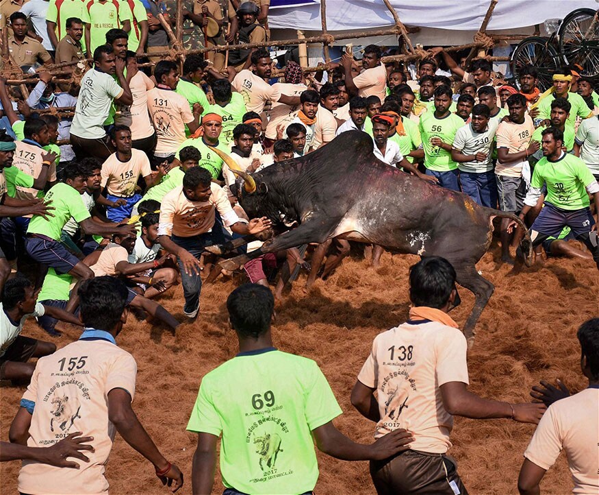 करोनासंदर्भातील नियमांचे पालन करण्याच्या अटीवर जलीकट्टूला परवानगी देण्यात आलीय. एका सरकारी पत्रकानुसार यंदा जलीकट्टूमध्ये केवळ ३०० लोकांना भाग घेण्याची परवानगी देण्यात आली आहे.